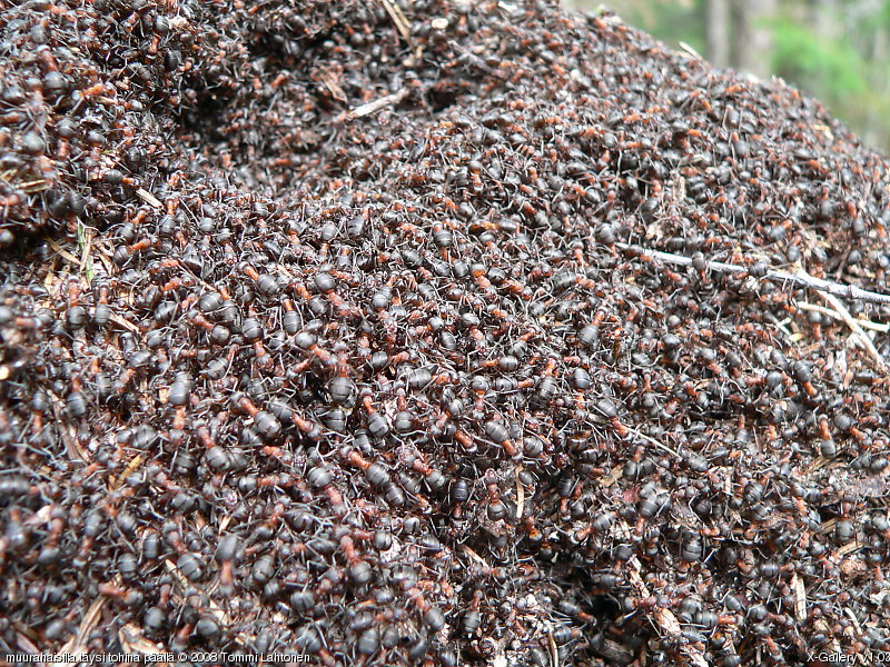 muurahaisilla täysi tohina päällä