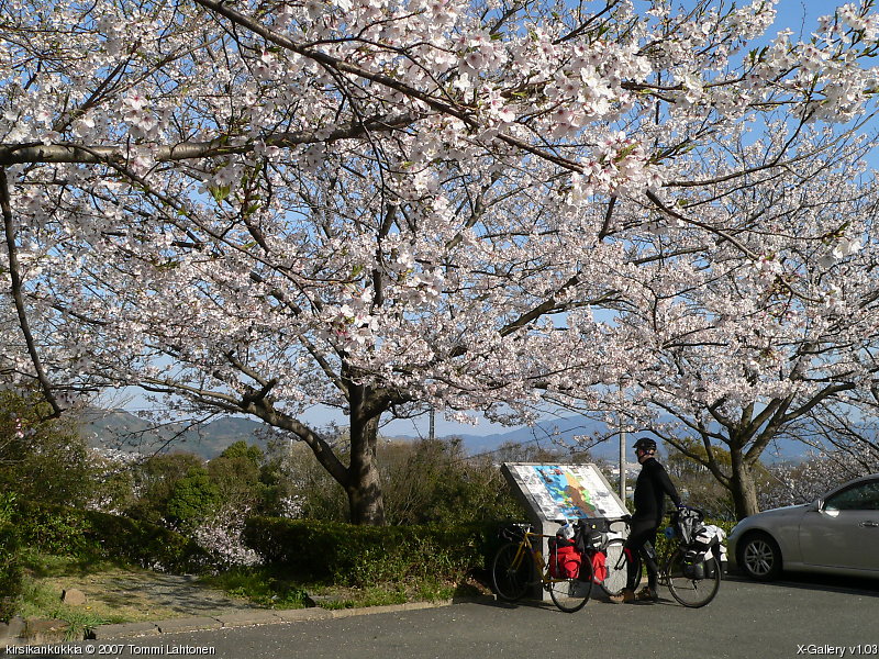 kirsikankukkia