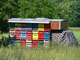 mehiläispesäauto