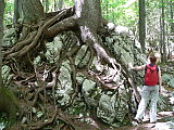 puun
juuret
kalliossa